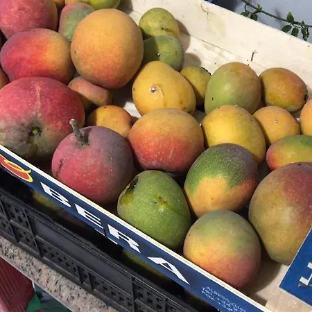 La Punta * 伊科德·德·洛斯·维诺斯