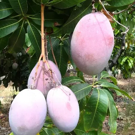 公寓 La Punta 伊科德·德·洛斯·维诺斯