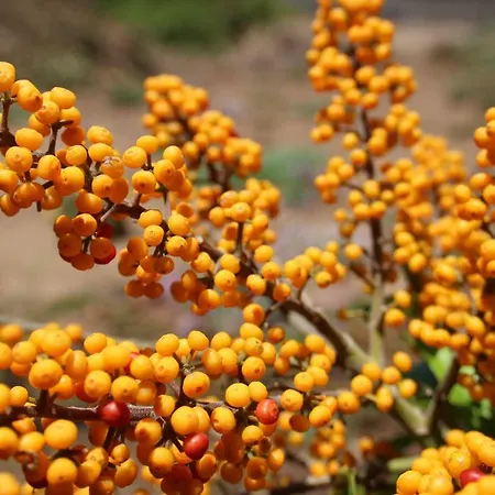 La Punta * 伊科德·德·洛斯·维诺斯