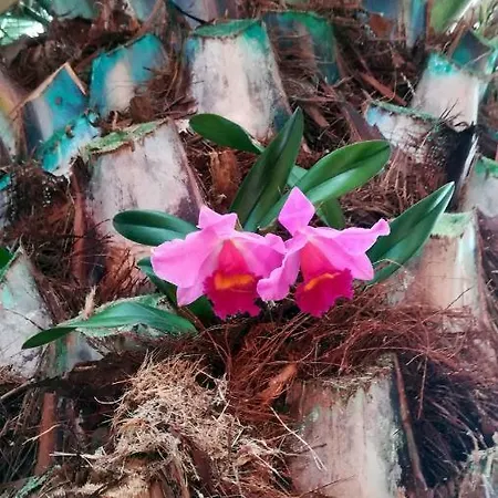 公寓 La Punta 伊科德·德·洛斯·维诺斯