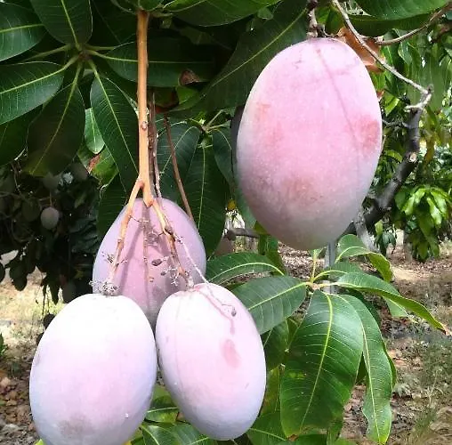 Apartmán La Punta Icod De Los Vinos