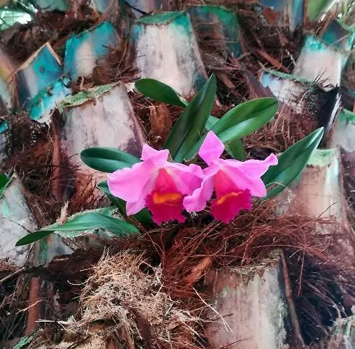 Apartmán La Punta Icod De Los Vinos